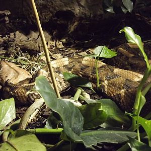 Gaboon Viper at Chester Zoo 31/03/12
