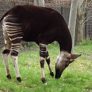 Okapi at Chester Zoo 31/03/12
