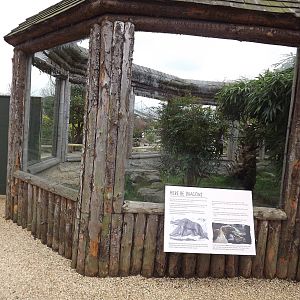 Komodo Dragon exhibit at Chester Zoo 31/03/12