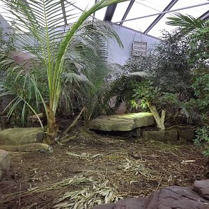 Komodo Dragon exhibit at Chester Zoo 31/03/12