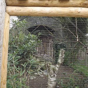 Chough aviary at Chester Zoo 31/03/12