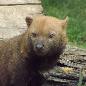 Bush Dog at Chester Zoo 31/03/12