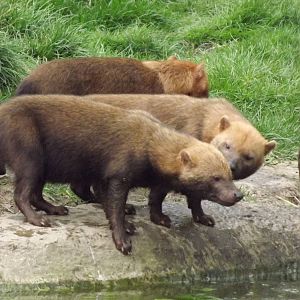 Bush Dogs at Chester Zoo 31/03/12