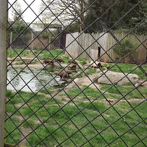 Bush Dog group at Chester Zoo 31/03/12