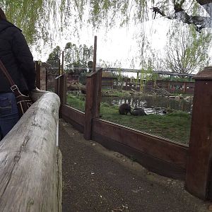 Giant Otter viewing at Chester Zoo 31/03/12