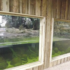 Giant Otter viewing at Chester Zoo 31/03/12