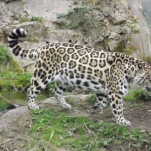 Jaguar at Chester Zoo 31/03/12