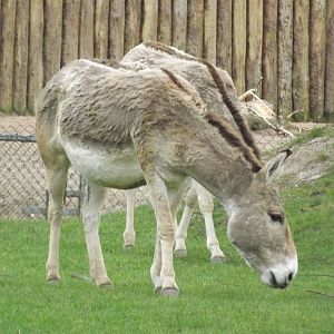 Persian Onager at Chester Zoo 31/03/12