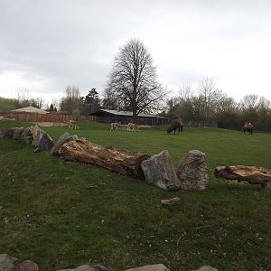 Camel and Onager exhibit at Chester Zoo 31/03/12