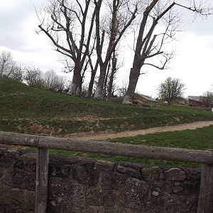 Tsavo Black rhino experience at Chester Zoo 31/03/12