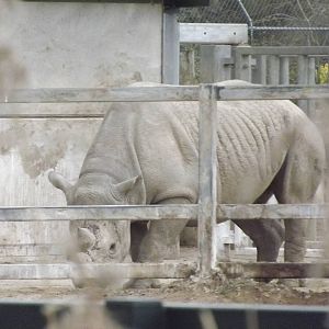 Eastern Black Rhino at Chester Zoo 31/03/12