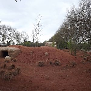 African Wild Dog exhibit at Chester Zoo 31/03/12