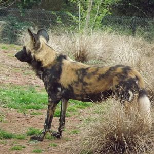 African Wild Dog at Chester Zoo 31/03/12