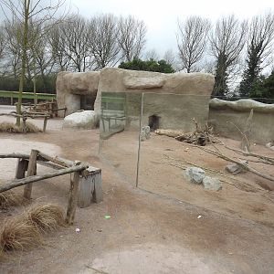 Porcupine exhibit at Chester Zoo 31/03/12
