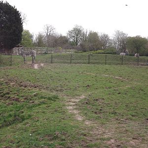 Zebra and Oryx paddocks at Chester Zoo 31/03/12