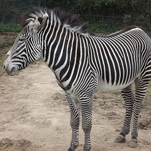 Grevy's Zebra at Chester Zoo 31/03/12