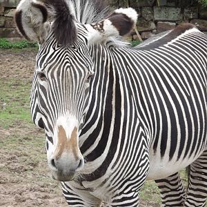 Grevy's Zebra at Chester Zoo 31/03/12