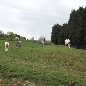 Grevy's Zebras and Scimitar Horned Oryx at Chester Zoo 31/03/12