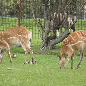 Sitatunga at Chester Zoo 31/03/12