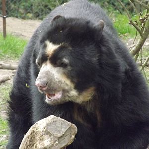Spectacled Bear at Chester Zoo 31/03/12