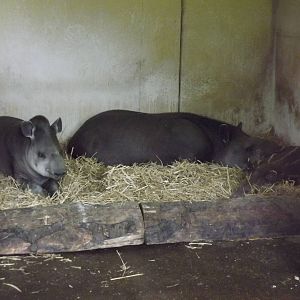 Brazilian Tapirs at Chester Zoo 31/03/12