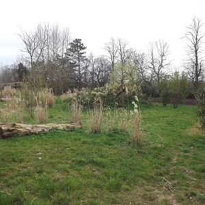Cheetah exhibit at Chester Zoo 31/03/12