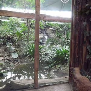 Indoor Jaguar exhibit at Chester Zoo 31/03/12