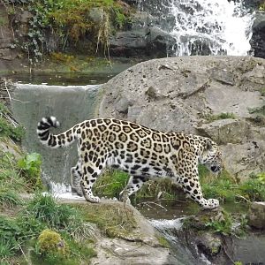 Jaguar at Chester Zoo 31/03/12