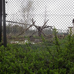 Jaguar exhibit at Chester Zoo 31/03/12