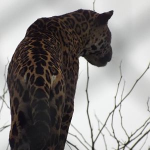 Jaguar at Chester Zoo 31/03/12