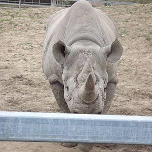 Eastern Black Rhino at Chester Zoo 31/03/12