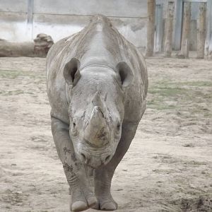 Eastern Black Rhino at Chester Zoo 31/03/12