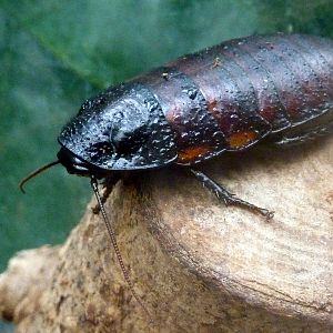 Cockroach - 2012