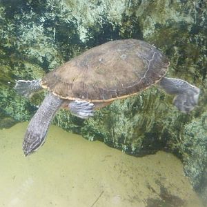 Turtle - 2012