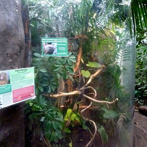 Pygmy Marmoset Exhibit - 2012