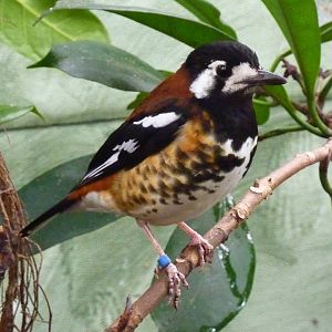 Chestnut-backed ground-thrush - 2012