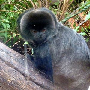 Goeldi's Monkey - 2012