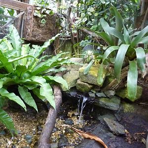 Tortoise Exhibit - 2012