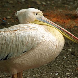 Pink-backed pelican