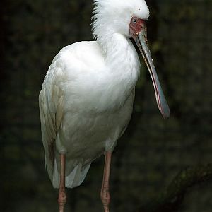 African spoonbill