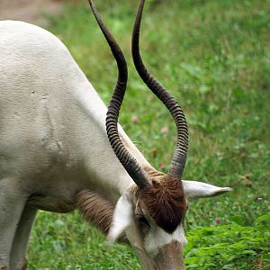 Addax