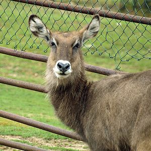 Defassa waterbuck