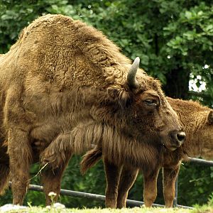 European bison and calf