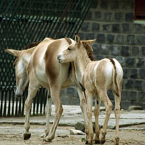 Turkmenian kulan and foal