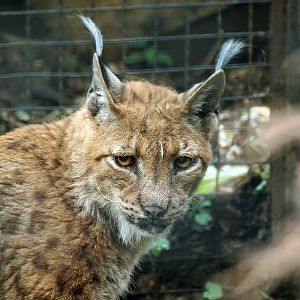 European lynx