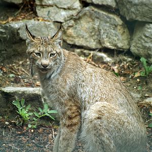 Canadian lynx