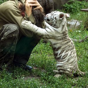 White tiger cub