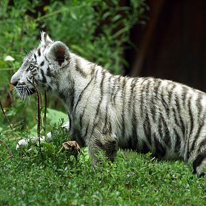 White tiger cub