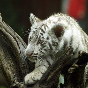 White tiger cub