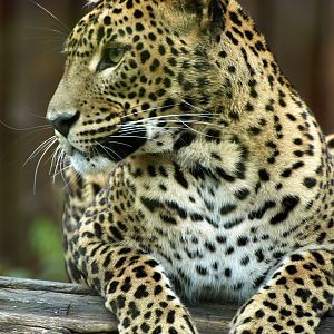 Sri Lankan leopard